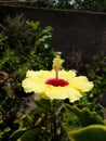 Most beautiful yellow hibiscus Flower blooming Royalty Free Stock Photo