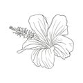 Tropical hibiscus flower. Chinese rose flower. Hand drawn vector line art illustration for logo, card or invite, tea Royalty Free Stock Photo