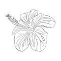 Tropical hibiscus flower. Chinese rose flower. Hand drawn vector line art illustration for logo, card or invite, tea Royalty Free Stock Photo