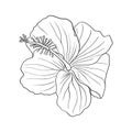 Tropical hibiscus flower. Chinese rose flower. Hand drawn vector line art illustration for logo, card or invite, tea Royalty Free Stock Photo