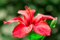 Tropical hibiscus flower