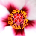 Tropical hibiscus flower macro Royalty Free Stock Photo