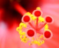 Tropical hibiscus flower macro red