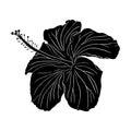 Tropical hibiscus flower silhouette. Chinese rose flower. Hand drawn vector illustration for logo, card or invite, tea Royalty Free Stock Photo