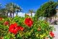 Tropical hibiscus flowers on Gran Canaria island