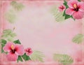 Tropical Hibiscus Flowers on Pink Watercolor Background Royalty Free Stock Photo