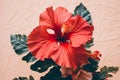Tropical hibiscus nature water beauty petal flower plant summer red Royalty Free Stock Photo
