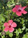 Tropical outdoor hibiscus with pink flowers