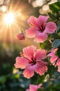 Tropical hibiscus tree with delicate pink flowers. Royalty Free Stock Photo