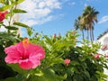 Tropical holiday vacation scene with a bright pink hibiscus flower in front of white blurred buildings and palm trees againds a Royalty Free Stock Photo