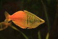 Honey gourami fish