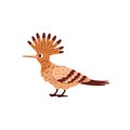 Tropical hoopoe bird with crest and long beak, striped orange plumage, vector cartoon exotic wild bird jungle animal