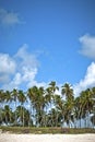 Tropical horizon with palms at the beach