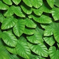 Tropical hosta leaves, floral pattern background, concept of nature Royalty Free Stock Photo