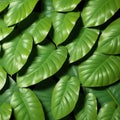 Tropical hosta leaves, floral pattern background, concept of nature Royalty Free Stock Photo