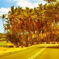 Tropical hot palm trees Hawaii Royalty Free Stock Photo