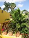 Tropical Hotel Palm Trees in Merida Yucatan Mexico Royalty Free Stock Photo