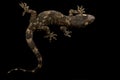 Tropical House Gecko Hemidactylus benguellensis Royalty Free Stock Photo