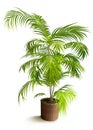 Tropical House Plant in 3D