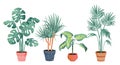 Tropical house plants decor vector illustration set, cartoon flat potted plant from tropics botanical collection in clay