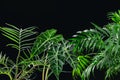 Tropical House Plants Leaves on Black Background