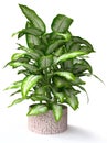 Tropical Houseplant