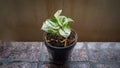 Exotic Epipremnum Aureum Manjula pothos houseplant in flower pot. A plant of Epipremnum manjula climbs the wall as the growing Royalty Free Stock Photo