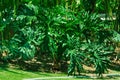 Tropical Houseplant With Large Deeply Lobed Leaves Of Philodendron Bipinnatifidum