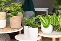 Tropical houseplants like Maranta, Calathea and Philodendron on small side tables