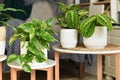 Tropical houseplants like `Marble Queen` pothos or prayer plant in flower pots on side tables in room Royalty Free Stock Photo