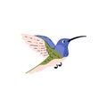 Tropical hummingbird bird with long beak turquoise plumage, vector beautiful exotic small colibri wild bird jungle fauna