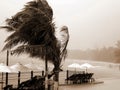 Tropical hurricane, resort, palms. Royalty Free Stock Photo