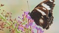 Tropical Hypolimnas Salmacis Blue Diadem Butterfly Collecting Nectar Pollinating Flower at Zoo Butterfly House Exhibition Room Royalty Free Stock Photo