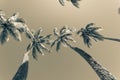 Tropical image swaying palm trees against blue sky Royalty Free Stock Photo