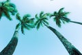 Tropical image swaying palm trees against blue sky Royalty Free Stock Photo