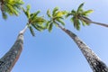 Tropical image swaying palm trees against blue sky Royalty Free Stock Photo