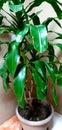 Tropical Indoor Plants to Help Clean and Purify Air