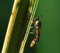 Tropical insect in nature. Thread-waisted wasp on palm leaf. Unusual exotic tropical wasp.