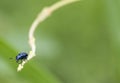 Tropical insects colourful bugs and beetles from hot countries Asia Royalty Free Stock Photo