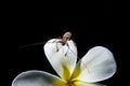 Tropical insects colourful bugs and beetles from hot countries Asia Royalty Free Stock Photo