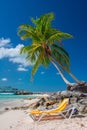 Tropical island in Bahamas. View on the beach with palm tree. Royalty Free Stock Photo