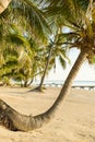 Tropical Beach Palmtree Royalty Free Stock Photo