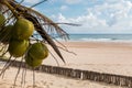 Tropical island beach scene in Mozambique with coconuts hanging in the tree Royalty Free Stock Photo