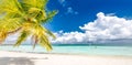 Tropical island beach shore coast. Panoramic scenic landscape, palm trees, blue sky white sand. Royalty Free Stock Photo