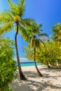 Tropical island with coconut palm trees on sandy beach in Maldives Royalty Free Stock Photo
