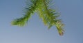 Tropical island green leaves of coconut palm tree swinging in the wind against a bright blue sky, sunny day. Close up Royalty Free Stock Photo