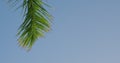 Tropical island green leaves of coconut palm tree swinging in the wind against a bright blue sky, sunny day. Close up Royalty Free Stock Photo