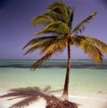 tropical island with palm trees and an ocean with blue sky beaches and clear, clean sand Dominican Republic Punta Cana Royalty Free Stock Photo