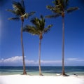 tropical island with palm trees and an ocean with blue sky beaches and clear, clean sand Dominican Republic Punta Cana Royalty Free Stock Photo