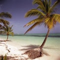 tropical island with palm trees and an ocean with blue sky beaches and clear, clean sand Dominican Republic Punta Cana Royalty Free Stock Photo